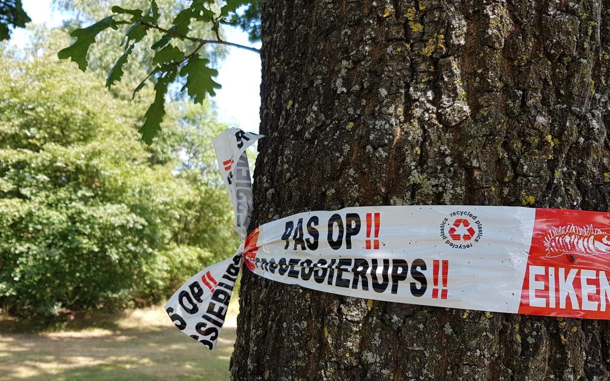 eikenprocessierups